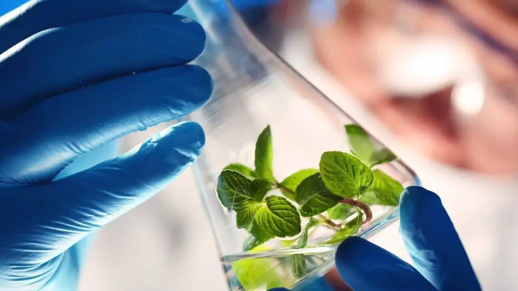 Colleges For Biotechnology